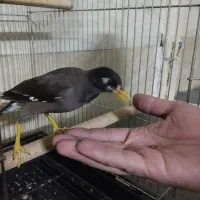 جوجه مینا 2ماه