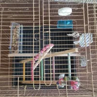 قفسپرندهمخصوصقناری.عروسهلندی.قفسنومیباشد|لوازم جانبی حیوانات|بروجن, |دیوار