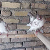 کفتر معاوضه یا فروشی