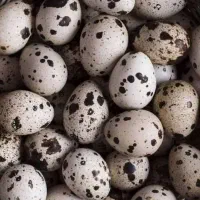 تخم بلدرچین ارگانیک