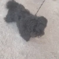 سگ پاکوتا پشمالو باهوش