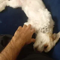 واگذاری شیتزو تریر