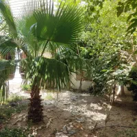 باغچه داخل بافت با سندتکبرگ (باغ باغچه فقط چارباغ)|فروش دفتر صنعتی، کشاورزی، تجاری|شاهدشهر, |دیوار