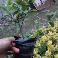 شمشاد طلایی|گل و گیاه طبیعی|خرمآباد (تنکابن), |دیوار