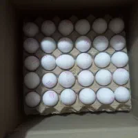 پخش تخم مرغ تحویل رایگان در محل شما