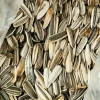 ۲تا عروس هلندی فول رام|پرنده|اشنویه, |دیوار