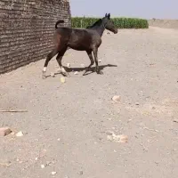 اسب ترک