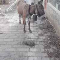 مادیون و خر ماده|اسب و تجهیزات اسبسواری|سمنان, |دیوار