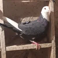 کبوتر پلنگ سیاه|پرنده|هامون, |دیوار