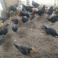 مرغ تخم گذار|حیوانات مزرعه|لنجان, |دیوار