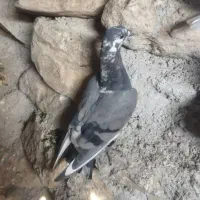 کبوتر پلاکی و کشتنی|پرنده|شیراز, فخرآباد (دروازه کازرون)|دیوار