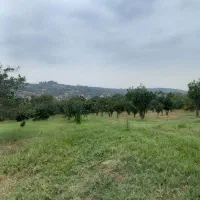 زمین باغی با ویو عالی|فروش دفتر صنعتی، کشاورزی، تجاری|قائمشهر, |دیوار