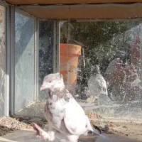 کبوتر|پرنده|پارسآباد, |دیوار