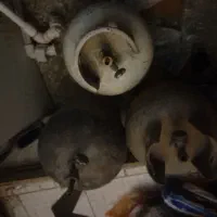 پیگ نیک  وکپسول  آتش نشانی