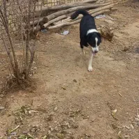 گمشده|سگ|ساوه, |دیوار