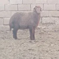 بره نر