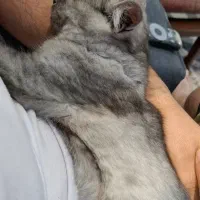 گربه بریتیش نر،فلت،رنگ خاکستری تیره،چشمای زرد|گربه|اراک, |دیوار