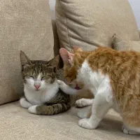 واگذاری گربه خونگی|گربه|رشت, امین الضرب|دیوار