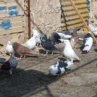کبوتر|پرنده|تهران, حسن‌آباد|دیوار