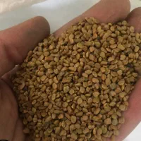 300 کیلو بذر شنبلیله