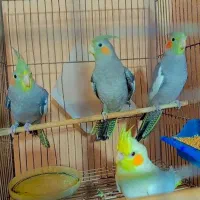 چهار عدد عروس به قیمت مفت