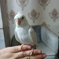 عروس هلندی جفت خورده مولد واقعی