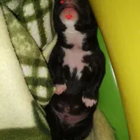 پیتبول 3 ماهه وارداتی