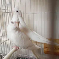 عروس هلندی البینو|پرنده|فردوس (خراسان), |دیوار