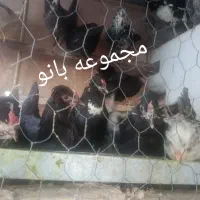 تخم مرغ نطفه دار گلین، چهل تاج، ریش، کاکل|حیوانات مزرعه|کرمان, |دیوار