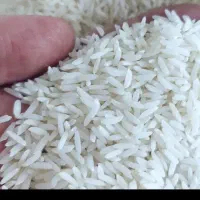 برنج هاشمی گیلان ارگانیک مستقیم از کشاورز