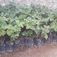 درخت انجیر ۲ ساله|گل و گیاه طبیعی|کوهدشت, |دیوار