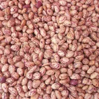 لوبیا چیتی اعلا