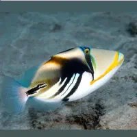 بار جدید ماهی شارژ شد