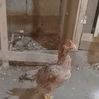 مرغ لاری معاوضه و فروش|حیوانات مزرعه|مرزیکلا, |دیوار