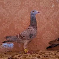 هفرنگ خطی ماده