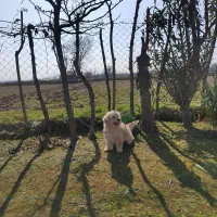 توله سگ شیتزو تریر|سگ|رشت, پل تالشان|دیوار