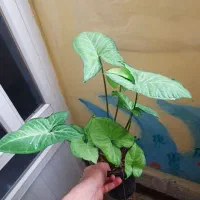 سینگونیوم و زیپلین موسی در گهواره