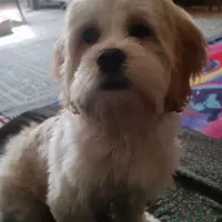 سگ پودل شیتزو