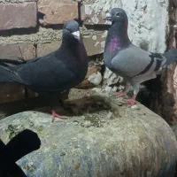 کفتر|پرنده|نهبندان, |دیوار