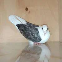 کفتر