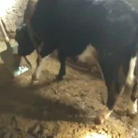 گوساله هلشتاین|حیوانات مزرعه|بیلوار, |دیوار