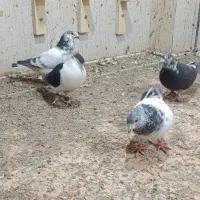 کبوتر|پرنده|خاش, |دیوار