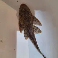 لجن خوار