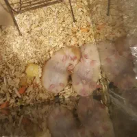 همستر سوری (با آکواریوم و چرخ و فلک رایگان)