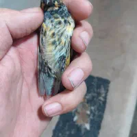 سهره وه گلبسر|پرنده|ری, صفاییه (چشمه علی)|دیوار