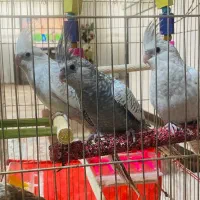 پرنده عروس هلندی