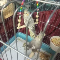 سه تا جوجه عروس هلندی دون خور