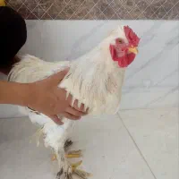 مرغ وخروس برهما