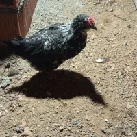 خروس مرغ گلین