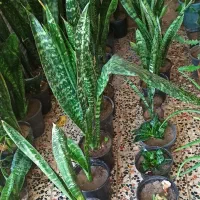 گل و گیاه فروشی|گل و گیاه طبیعی|چابهار, |دیوار